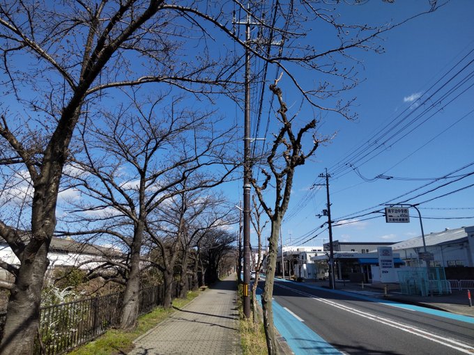季節が少し早かったので桜が蕾のままですが、南宇治中学校の通学路にやってきました。リズと青い鳥で希美とみぞれが歩いていた場