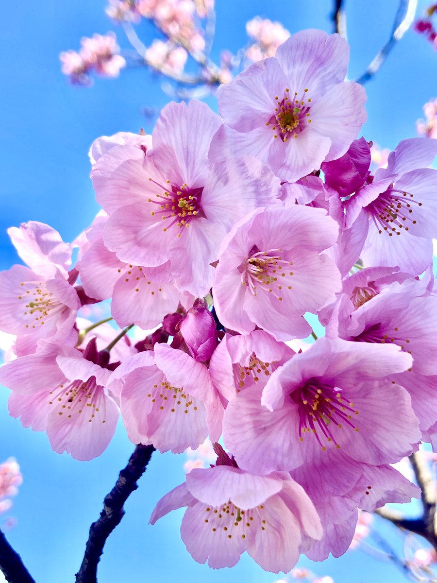 no humans flower still life cherry blossoms sky blurry branch  illustration images