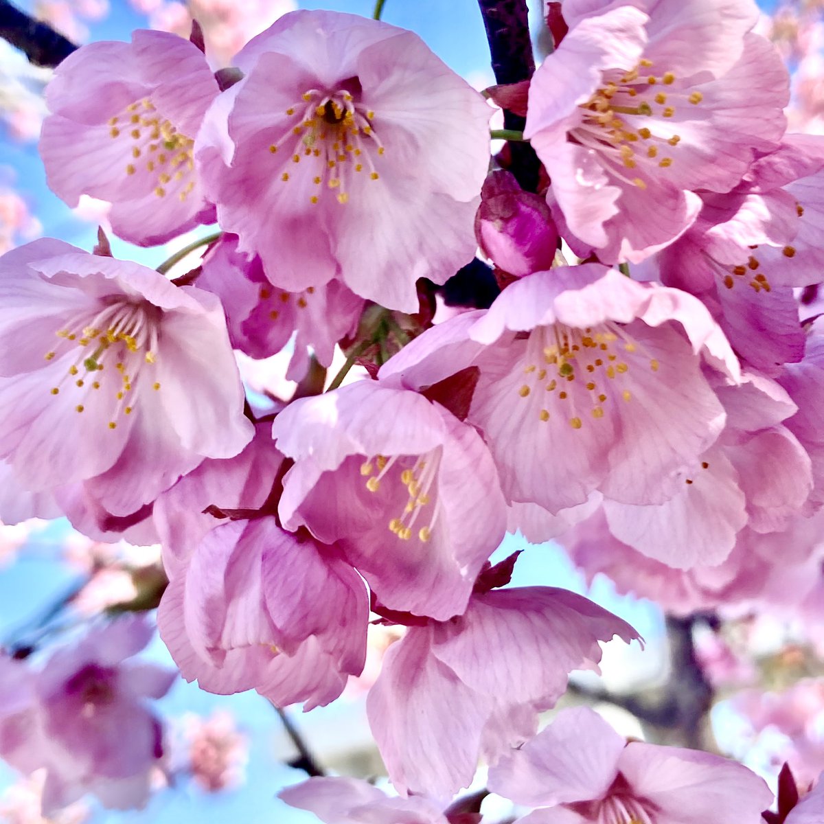 no humans flower still life cherry blossoms sky blurry branch  illustration images