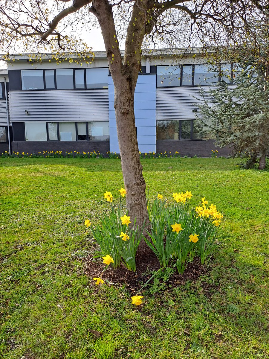 💐🌷Happy #MothersDay to all the fabulous mums, aunties, grannies &amp; carers in the Bacon's College community #flowers #daffodils #community #MothersDay2023