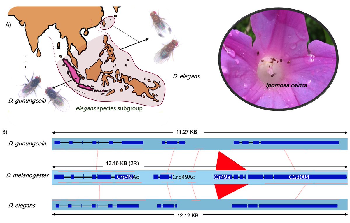 monkeyingwords's tweet photo. Do flower-breeding drosophila have fewer chemosensory genes than their non-flower-breeding counterparts? Our latest research, just published in @GenomeBiolEvol , suggests they might! Read more about our findings here: https://t.co/5QAecsrZ1M! #genomics #drosophila #evolution https://t.co/Tm789o65cL
