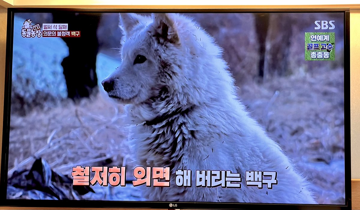 [管理人]
私事で大変恐縮なのですが、先日人生初の韓国旅行へ行き、本botで紹介している映像の元となる番組｢TV동물농장(TV動物農場)｣を現地で観ることが出来ました。
botを作成した頃の夢を1つ叶えることができ、非常に嬉しいです。
今度は韓国語を勉強し、内容をもっと理解出来るようにしたいです。