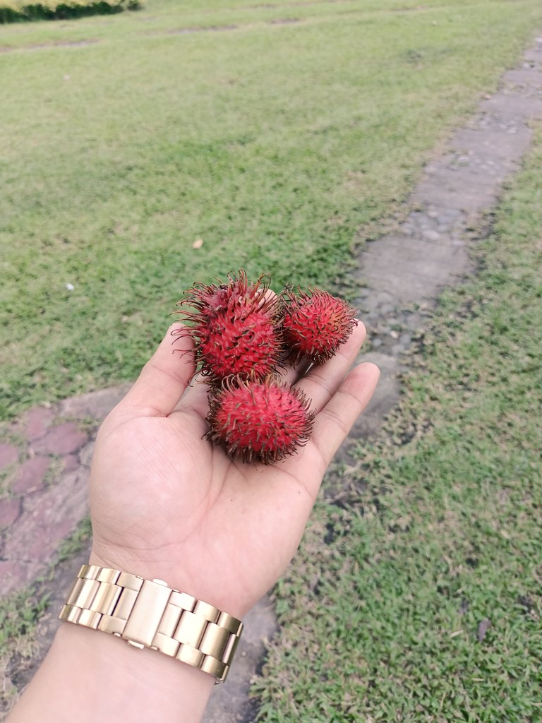 Harvest reason na naman dito sa amin. Saya!
Durian at 35 to 50 pesos per kilo.
#southCotabato