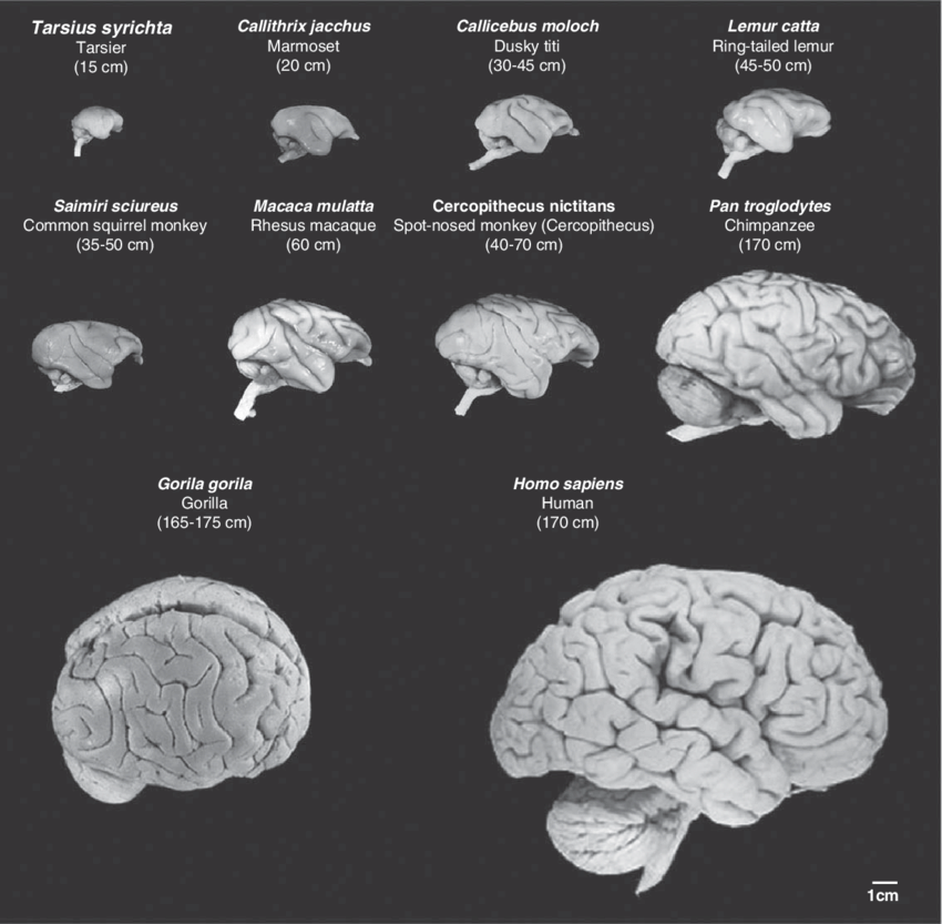 SilverVVulpes's tweet photo. People claimed the human brain was special relative to other primates in the size of the temporal lobes, involved in functions such as language. Newer data once again shows that no, the human brain is just a scaled up primate brain https://t.co/cyxYhzKODB https://t.co/RefsclnhV0