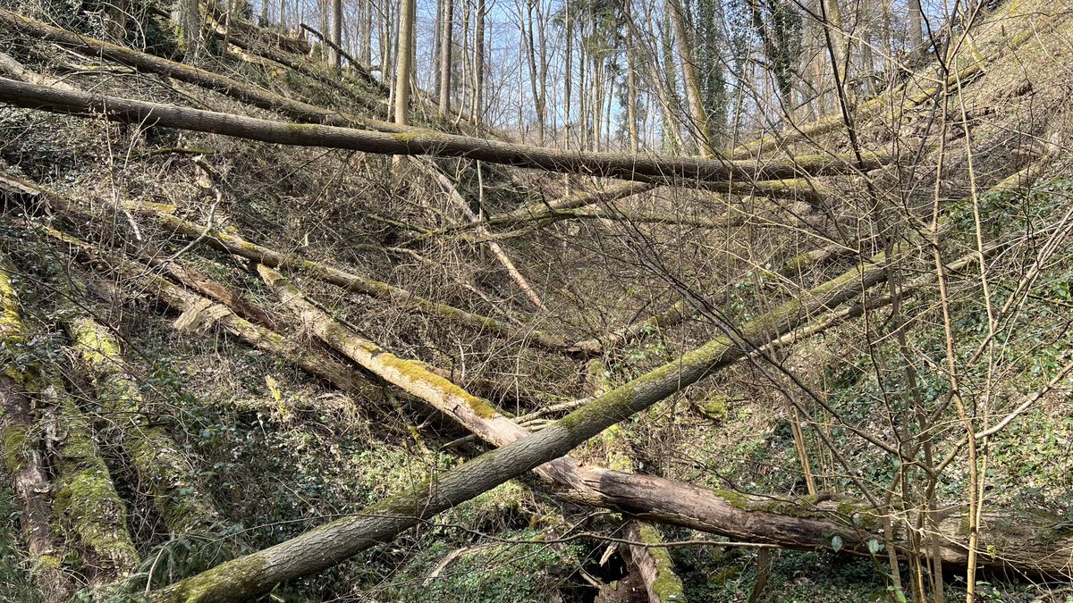 IkaKarl's tweet photo. Hindernislauf in #schoeneslinz #linz #treerun #bankrun https://t.co/LRo9OmStMD