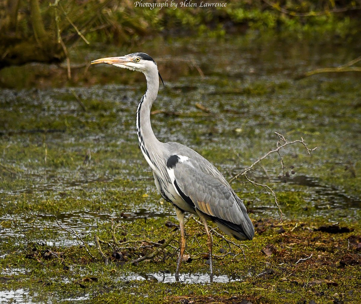 Good morning! A grey heron I managed to photograph yesterday… hope all you mums,mams,mothers, mamas, nannas, grandmas and grannies have a great Mother’s Day 💐