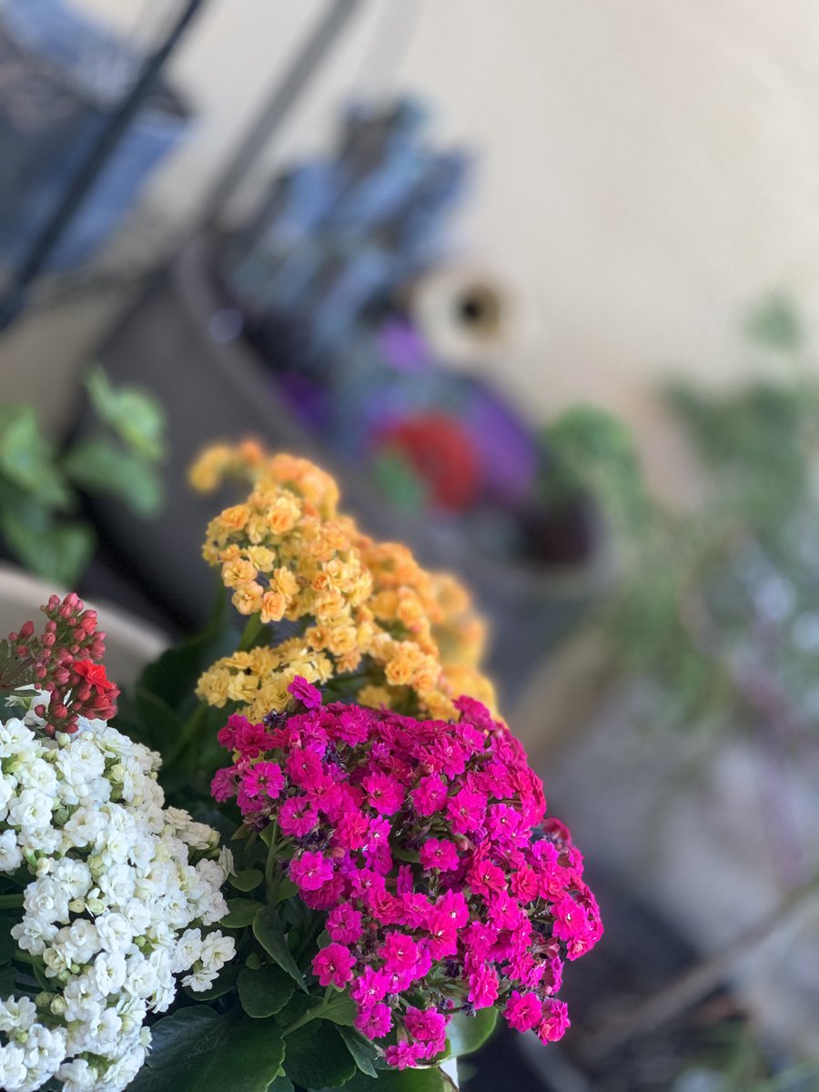 abha garden🇸🇦 tweet media