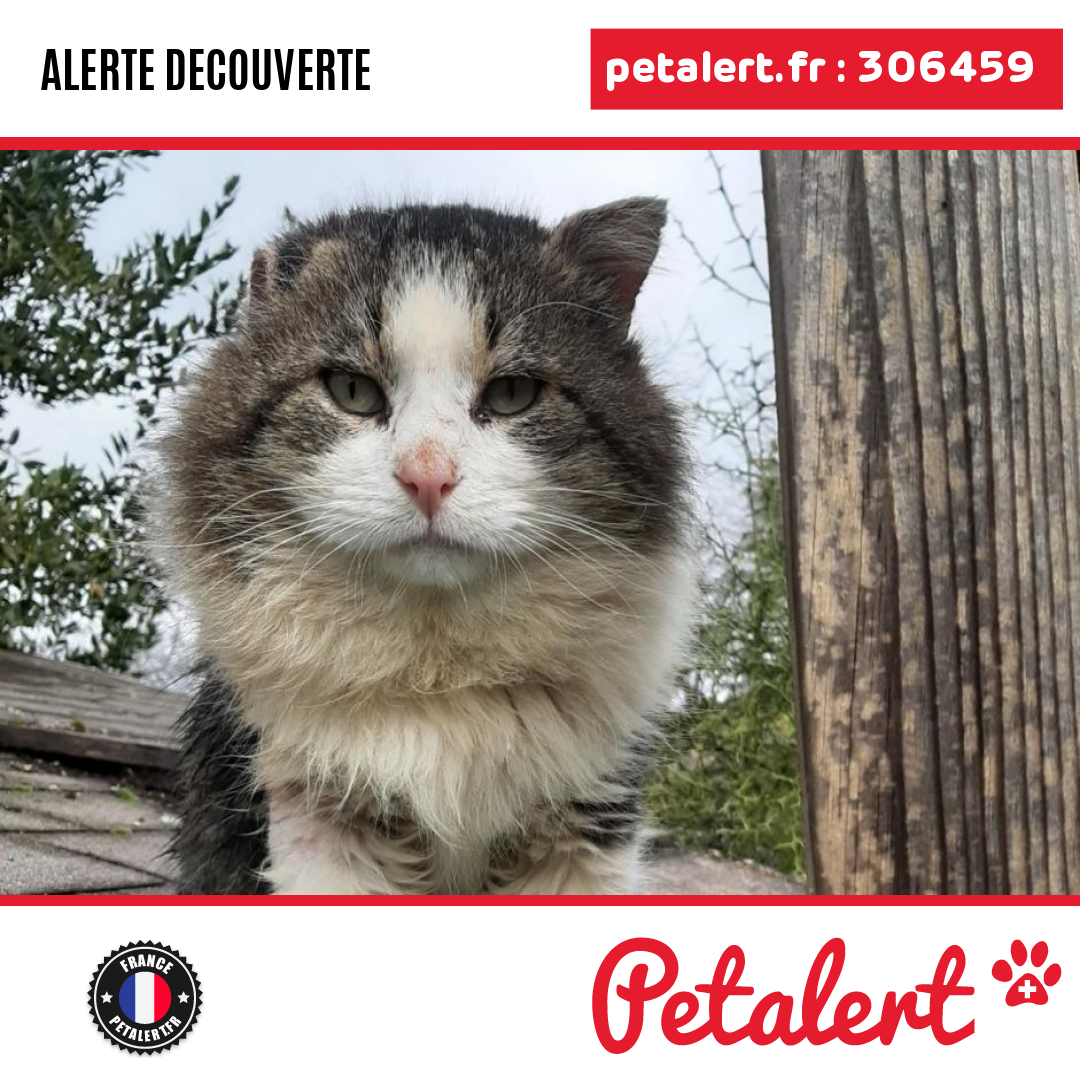 petalert_france's tweet photo. Trouvé #Chat #Essonne #OrmoyLaRiviere #Petalert #PetAlert91 / https://t.co/TretcDQoSJ https://t.co/D01kpB48qi