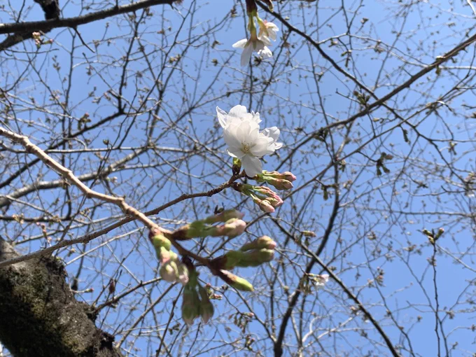 帰りに春を見つけた。待ち遠しくもあり、寂しさを感じる季節 