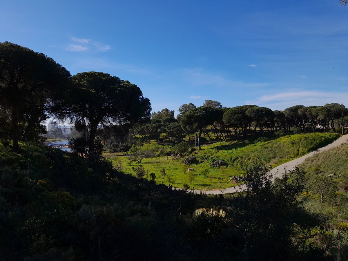 Buen ratito, por el pulmón verde de Huelva. Una gozada caminar y disfrutar, de la soledad, entre tanto color verde.
Es lo bueno de vivir cerca de él. 
#elaneurismanopodraconmigo 
#palante 
#caminandoporlavida 
#NoMeVoyARendir