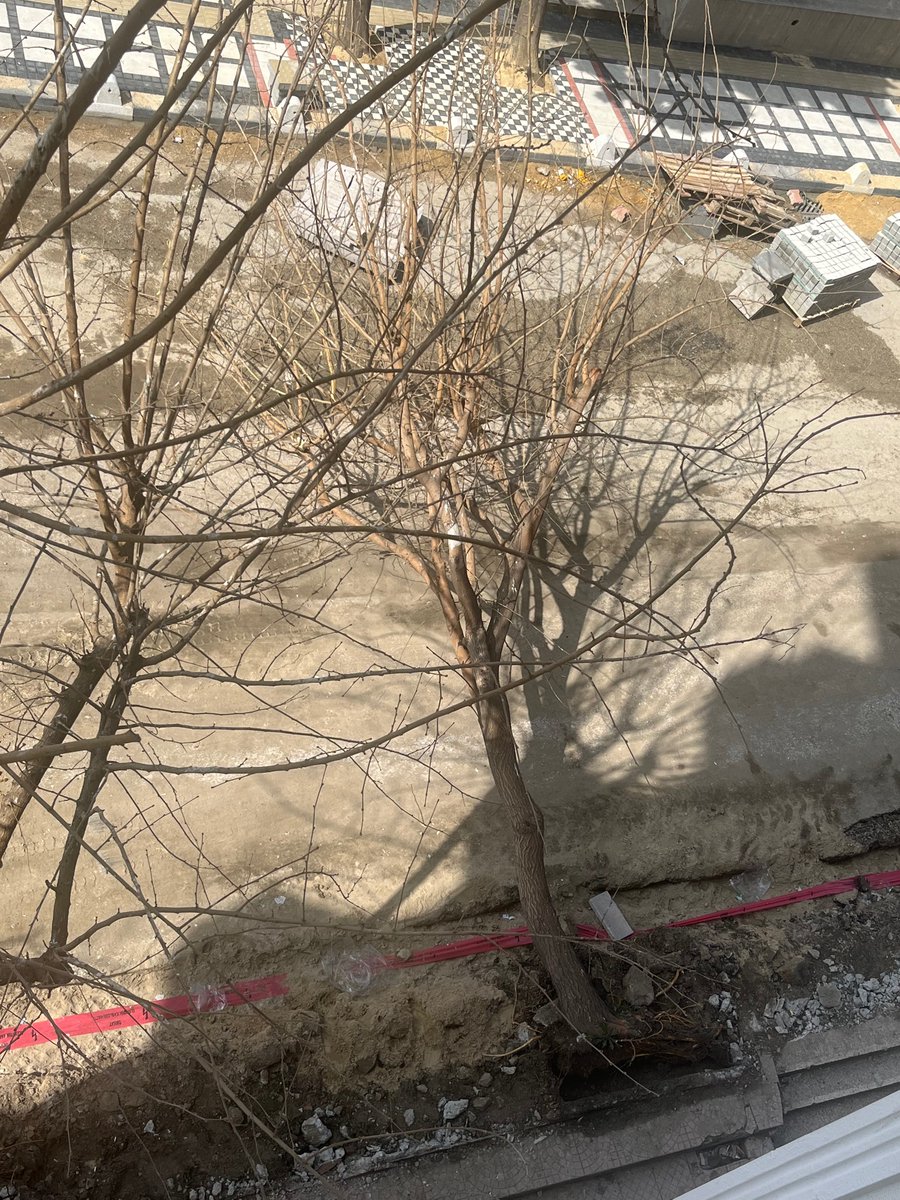 simalbnguoglu's tweet photo. Kaldırım yapımı için getirilen kum kamyonu sapasağlam bir ağacı resmen,yanlışlıkla kökünden sökerek devirdi bugün maalesef. Daha sonra da belediyeciler tarafından gelip testere ile kesilerek güzelce toplarlandı. @kesanbld @medyakesan https://t.co/scmFjdQCjc