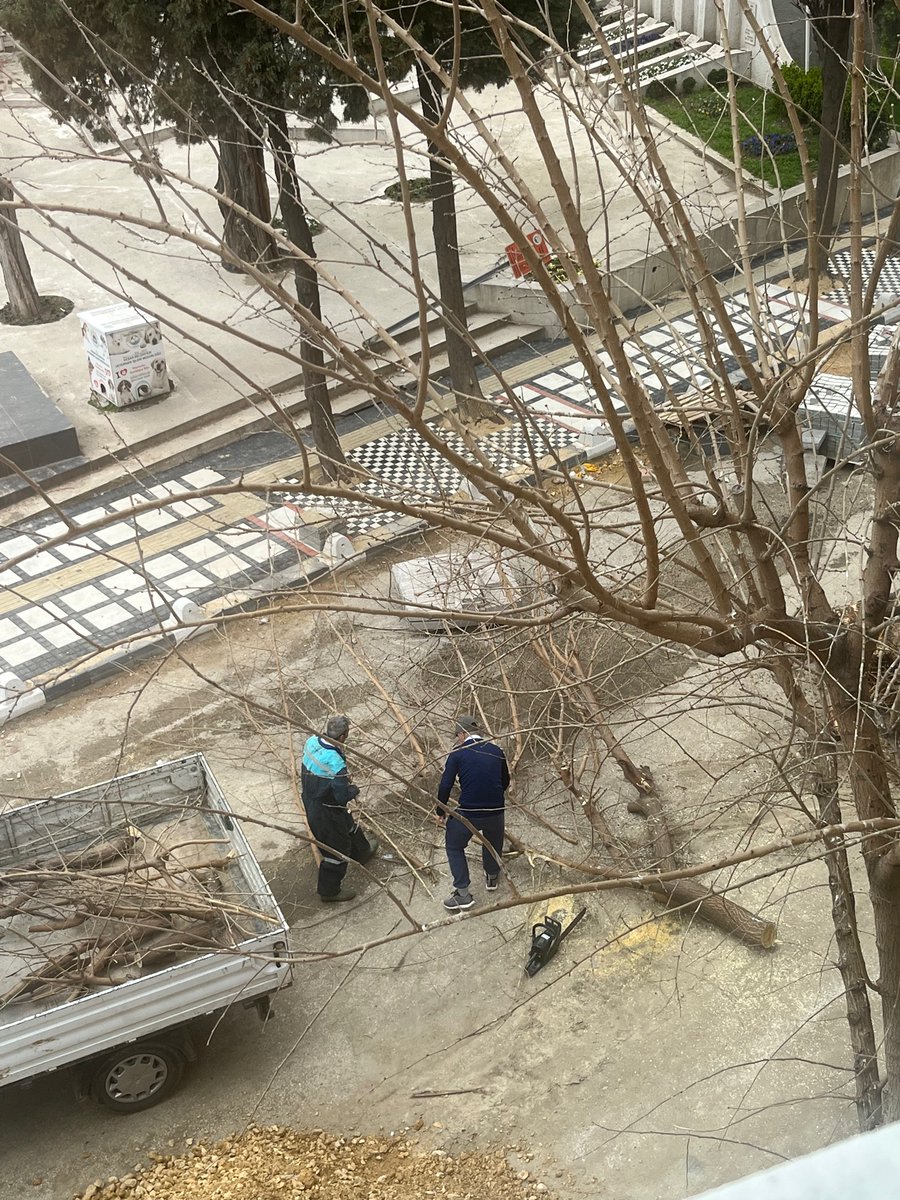 simalbnguoglu's tweet photo. Kaldırım yapımı için getirilen kum kamyonu sapasağlam bir ağacı resmen,yanlışlıkla kökünden sökerek devirdi bugün maalesef. Daha sonra da belediyeciler tarafından gelip testere ile kesilerek güzelce toplarlandı. @kesanbld @medyakesan https://t.co/scmFjdQCjc