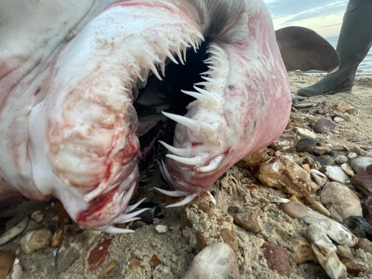 Thanks everyone who notified us about this unusual shark stranding in Hampshire yesterday. Sadly, someone removed the head and fins last night, not much left... Huge thanks to <a href="/thehistoryguy/">Dan Snow</a> for securing the remains, we'll do what we can to #CSIoftheSea learn more with whats left