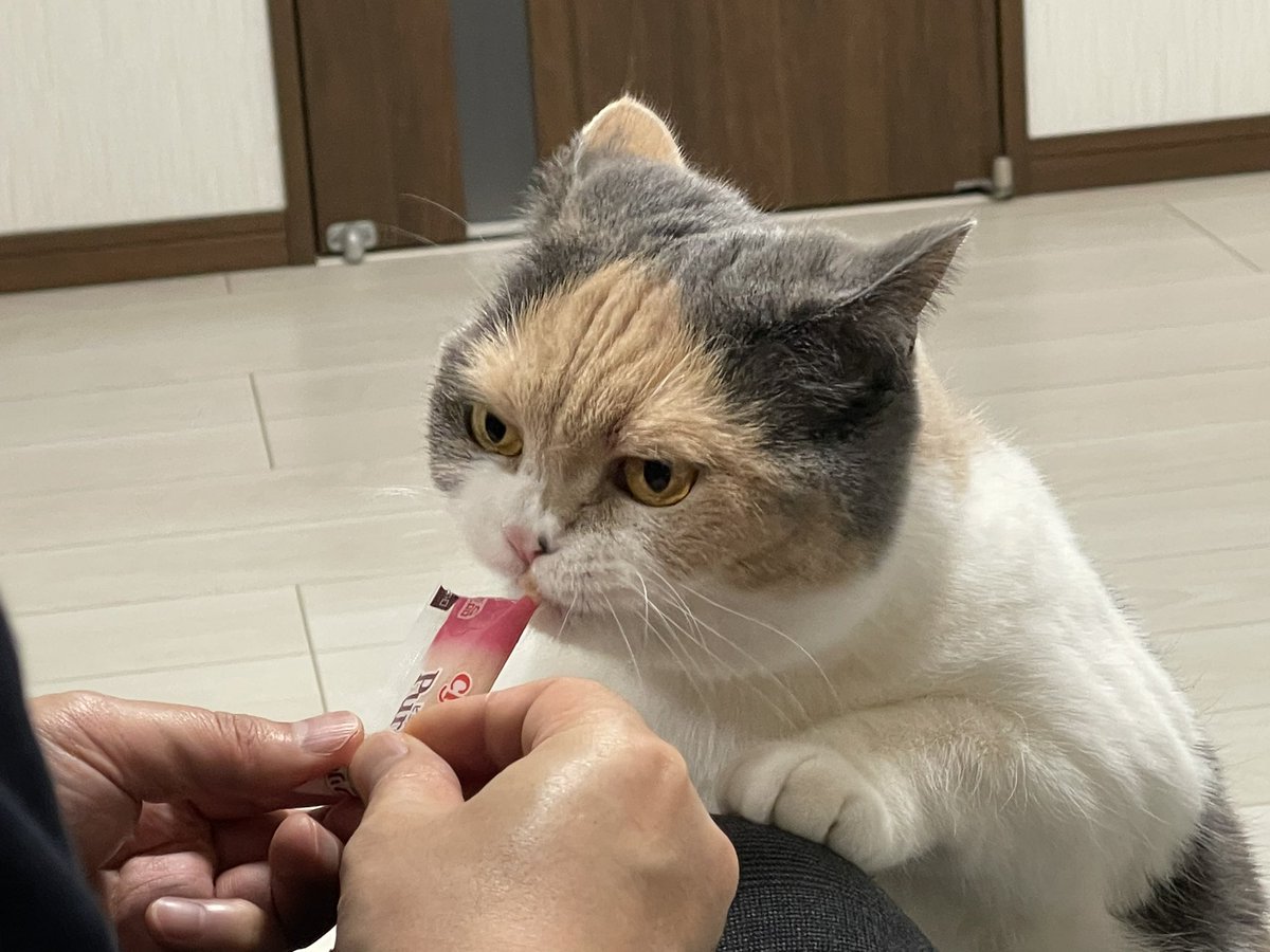 0201zunda's tweet photo. 愛猫の四歳のバースデー🎂
お祝いにチュールを貰う☺️
こんな険しい顔してるけど喜んでますw🤣なんで、チュール食べる時、必ずイカ耳になるんだろw https://t.co/TjF80b4fBV