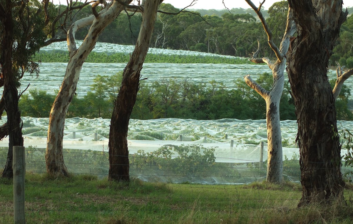 whiteswine's tweet photo. The Massed Brides, still veiled, are coming to get me in the gloaming: Yangarra vineyards nearing ripeness, from my bedroom window. https://t.co/H6IkGkAS7z