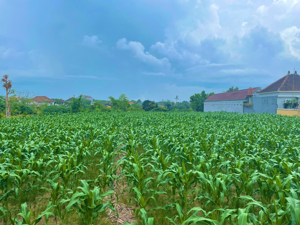 Buchara 🔮 tweet media