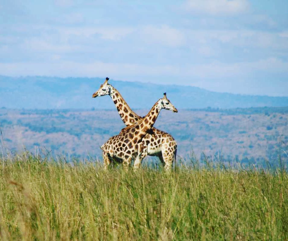CuteAnimalsPets's tweet photo. Two cute giraffes in #Africa https://t.co/VgwhKwHzGk