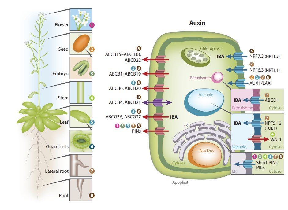 Looking forward to reading this hormone transport review by Eilon Shani! 

urldefense.com/v3/__https://d…$