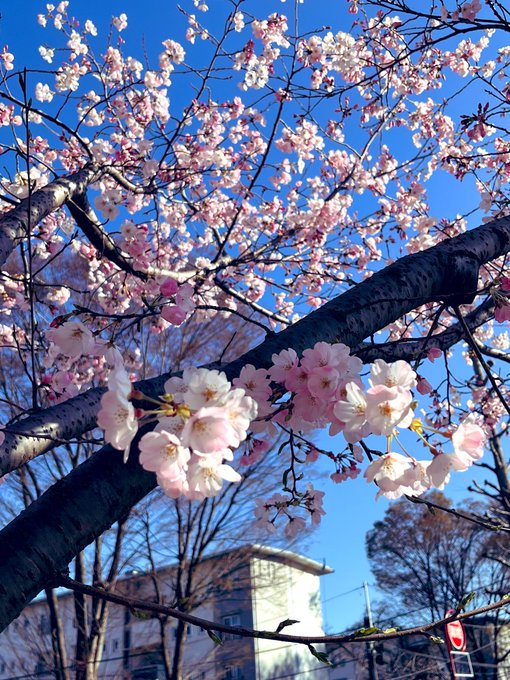 もう桜が咲き始めてるねえ 