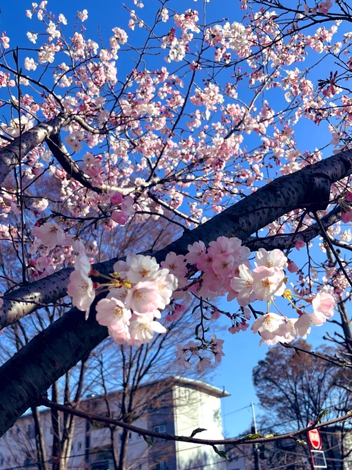 もう桜が咲き始めてるねえ 