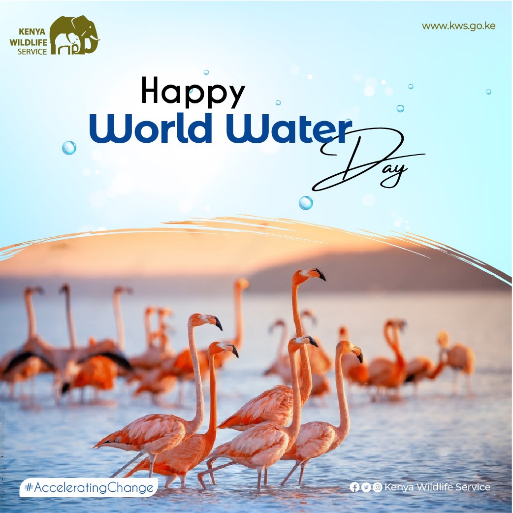 KWSKenya's tweet photo. Happy #WorldWaterDay

Water is a valuable resource which provides critical benefits to humans and sustains aquatic wildlife ecosystems.

Let us pledge and collaborate in the conservation of this vital resource.

#PartnershipsForWildlife https://t.co/e5VoZ4cISy