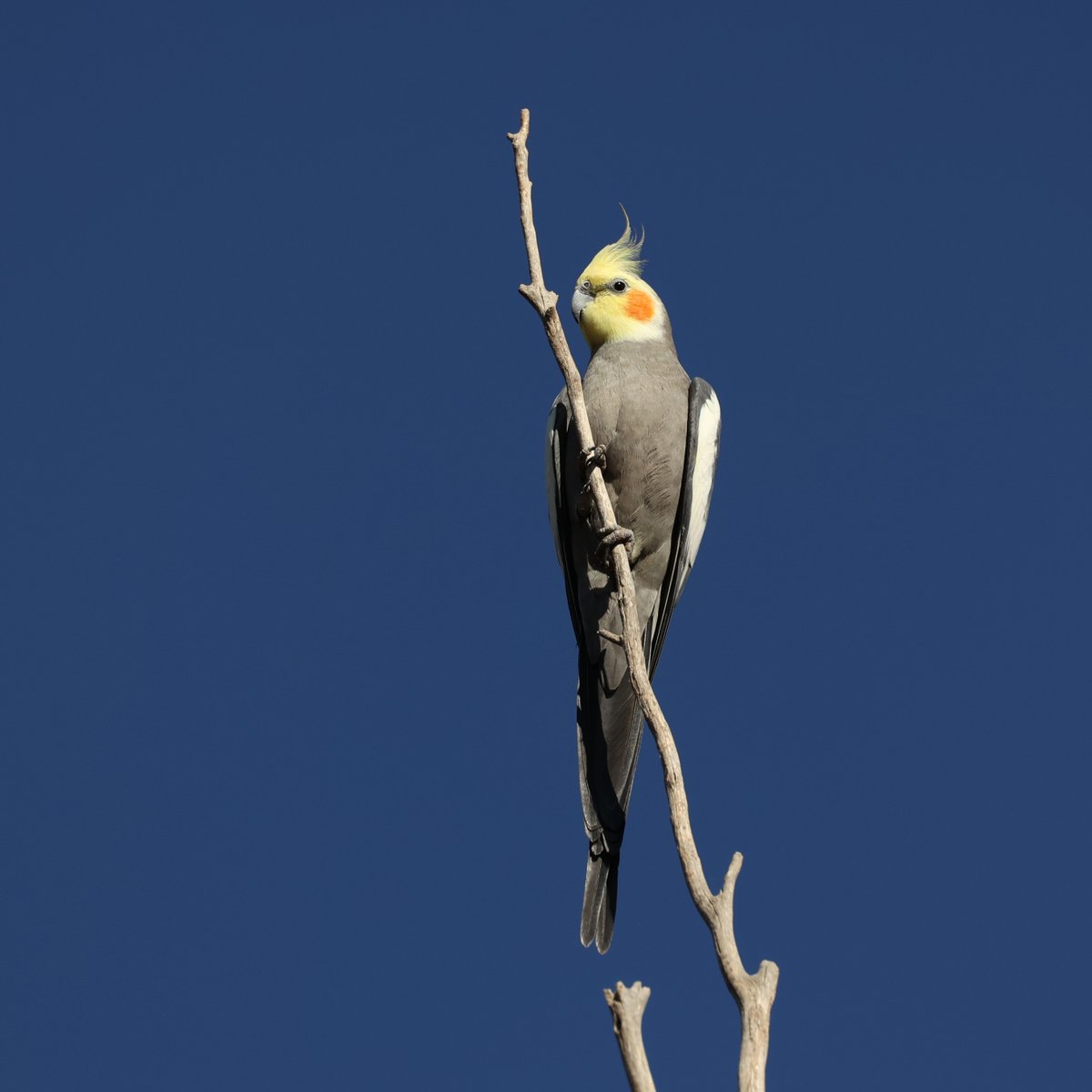 SandyHorne61's tweet image. A wild cockatiel near Wilmington, South Australia.