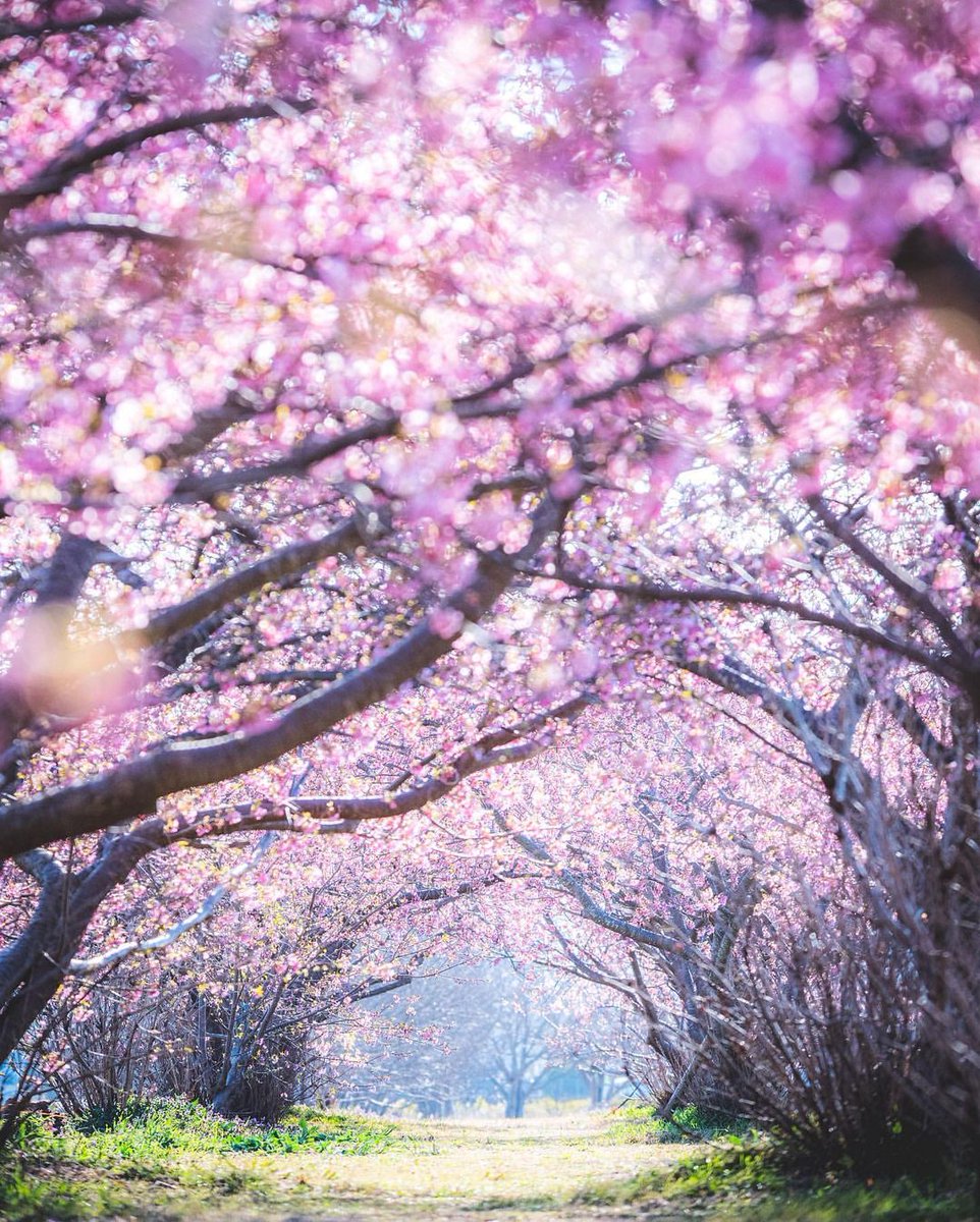 ratihputri2001's tweet photo. 磐田市鎌田にある兎山公園にある30本の河津桜が30mほどに渡るピンクの可愛らしいトンネルは、大人から子どもまでが楽しめる空間になっています🌸
公園内には広い運動場や遊具があり、トンネルの向こうには新幹線が見えて子どもたちも大喜び。

📍#うさぎ山公園 / #静岡県 https://t.co/TnbIRFAiP1