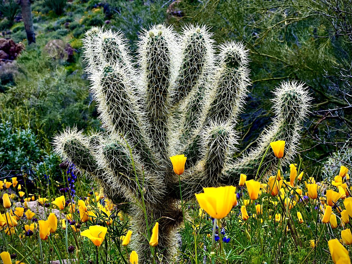 Among the wildflowers… Teddy Bear Cholla.

#phoenix #arizona #plants #cactus #wildflowers #colors #arizonahiking #arizonahighways #landscape  #outdoors #nature #naturelover #nofilter #photography #explore #survival #survivalist #bushcraft #21daysurvival #camping #nakedandafraid