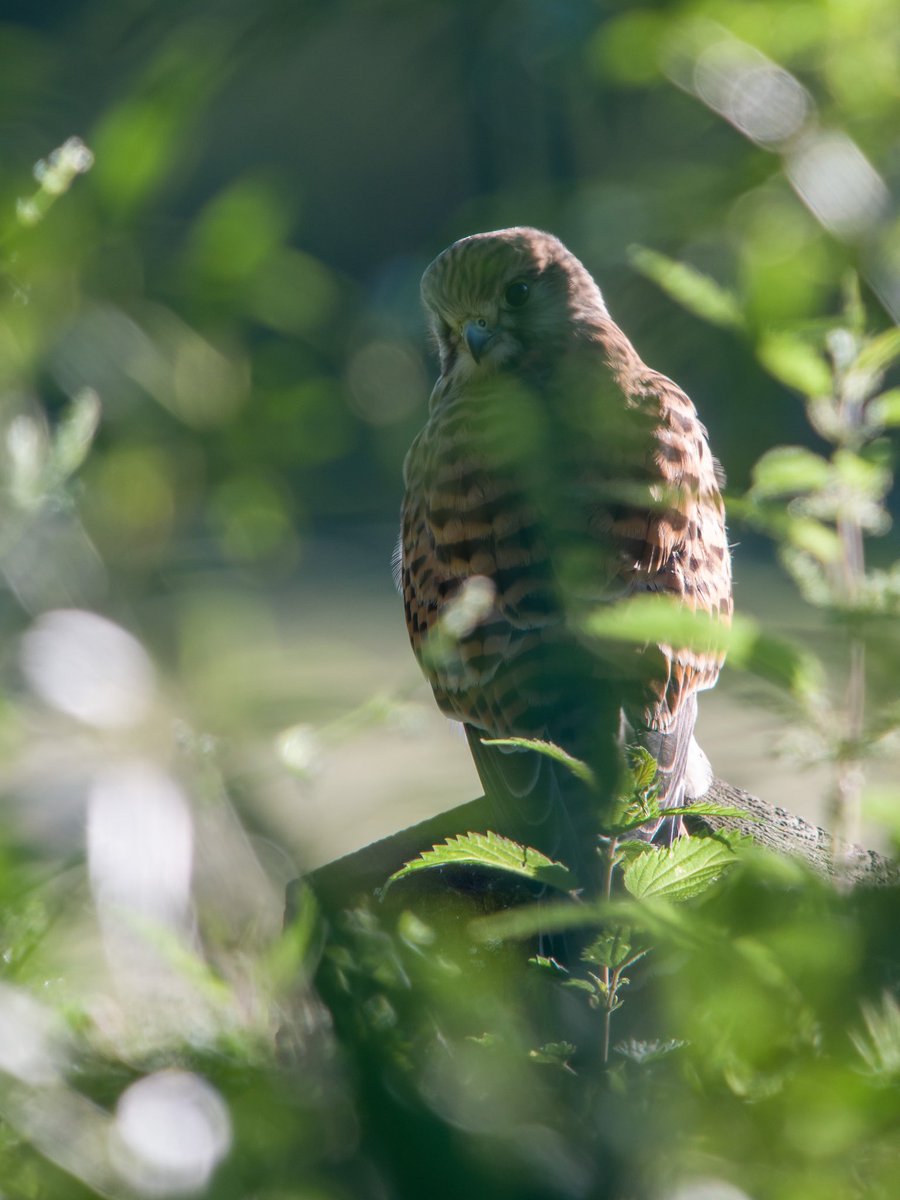 Love the stare back with this kestrel as it just landed on a post near where I was standing #digiscoping #kowascoping #panasoniclumix #BBCWildlifePOTD #lumixuk #LUMIX #kowadigiscoping @KowaOptics @LumixUK @BBCSpringwatch