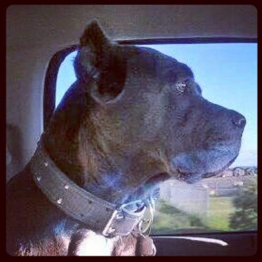 MarliskaB's tweet image. Miss you #Donatella 💔