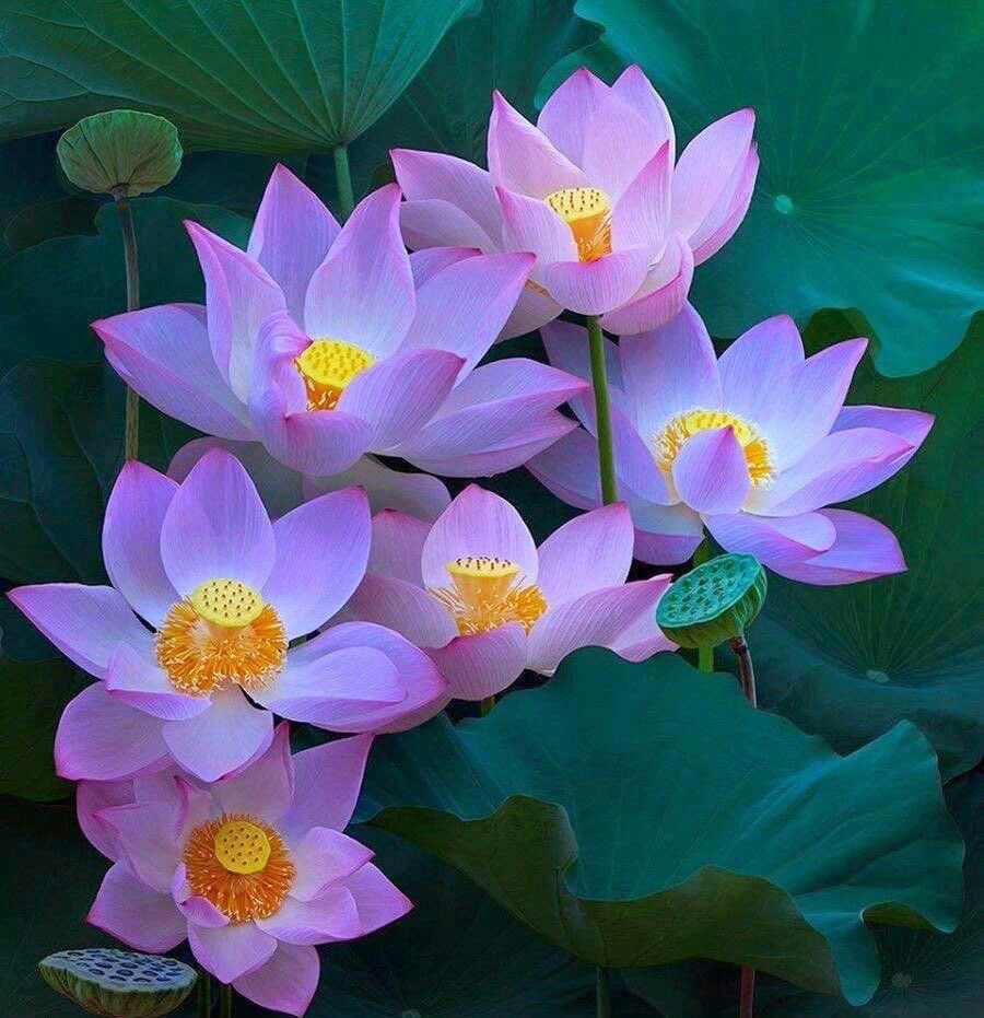 CarbonumJist's tweet photo. Peace. Love. Unity. Respect….. #PLUR 🙏 https://t.co/KBxKPDeM3W