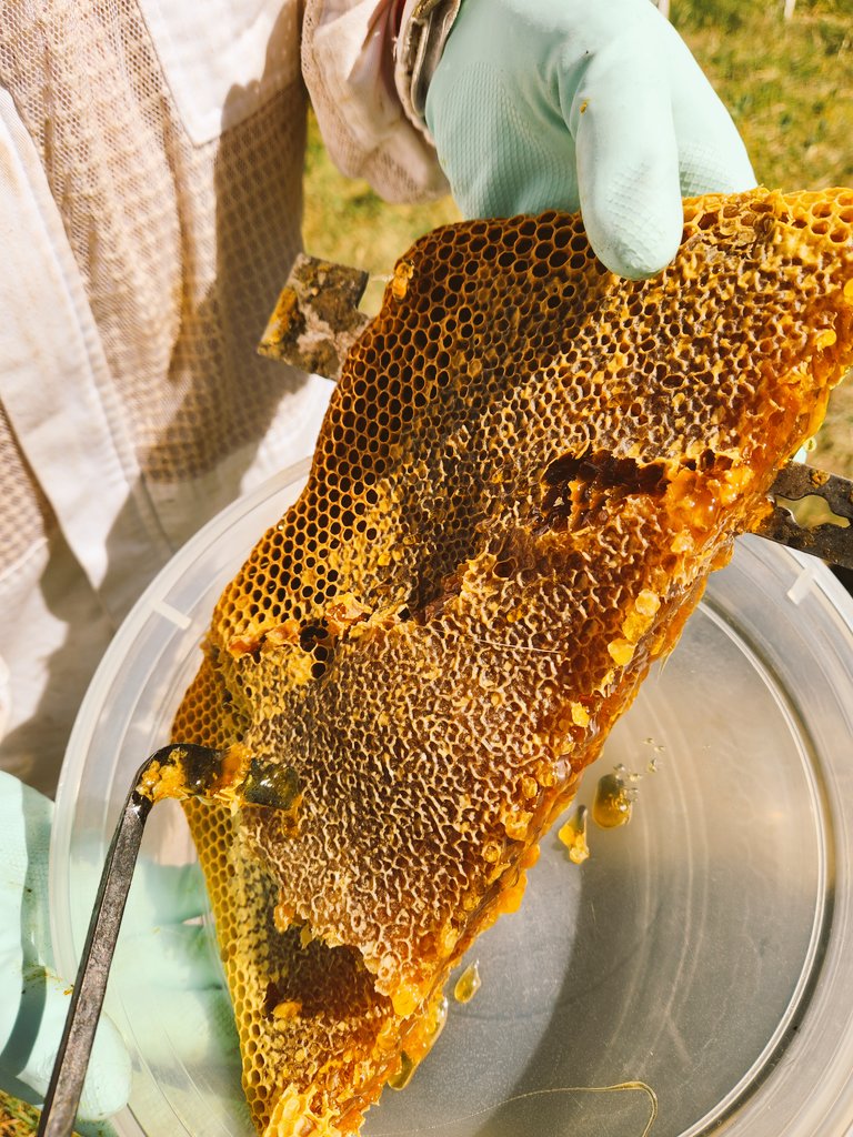 Cormac Farrell on Twitter "Harvest day at the Canberra Region 