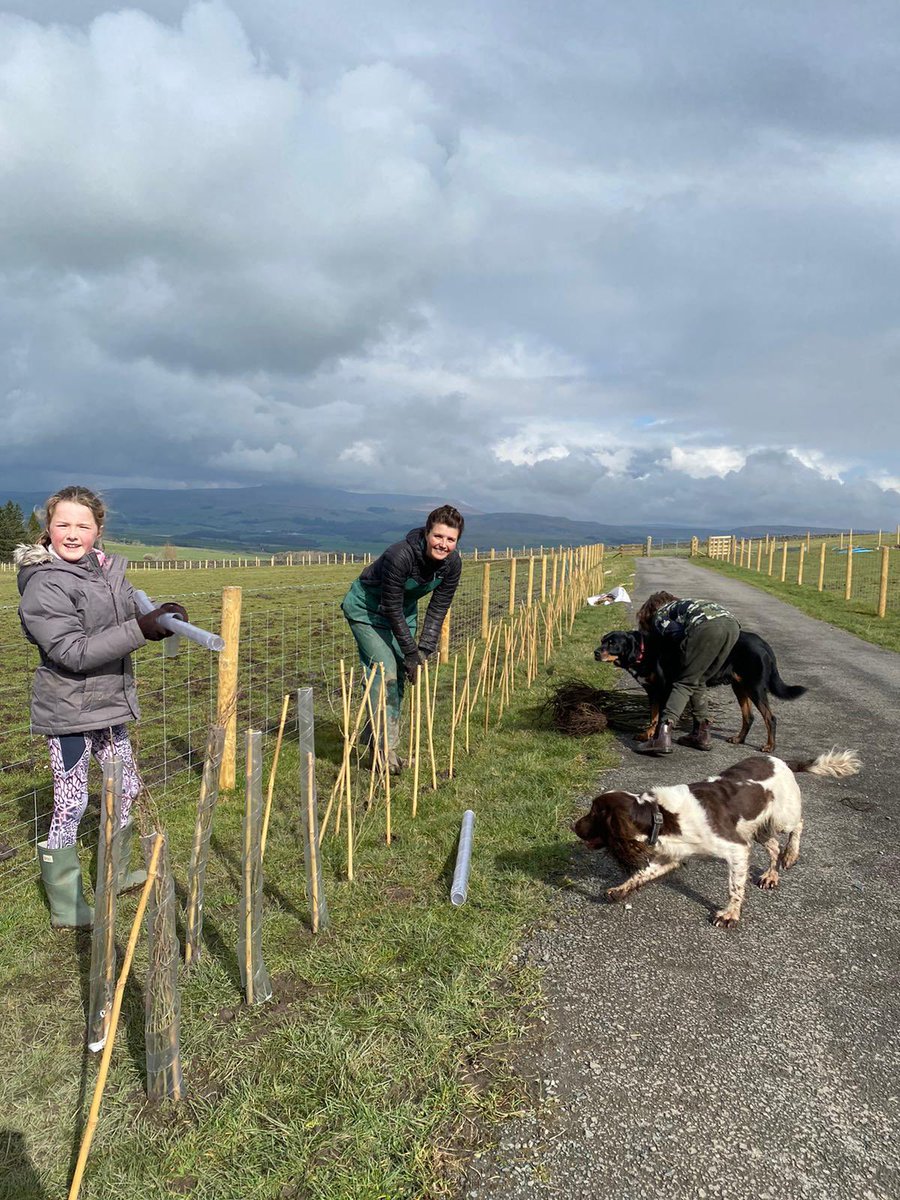 Giving back to Mother Earth 🌏 with my tribe on #MotheringSunday 

2000 more hedging trees this weekend

5000 at home over 3 years…

#sustainability #farming #Hedging #trees #environment #climate #carbon #ClimateAction #carbonoffsetting #MothersDay