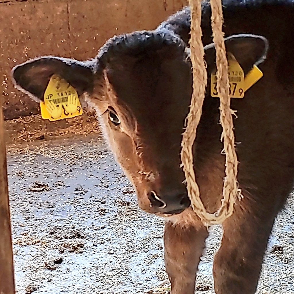 金太郎3 - Search / X