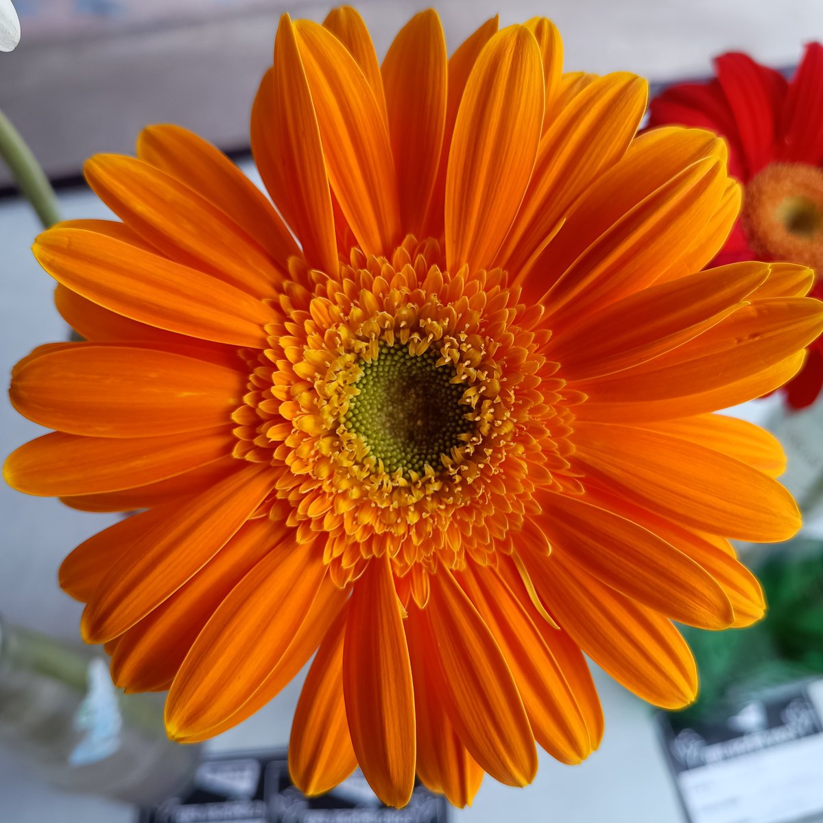 ManpritManni777's tweet photo. Amar Ujala Bareilly Flower Show
💐🌹🌻🌼🌺🌷🪷🌸💮🏵️🌵🌳🪴
@AU_BareillyNews @AmarUjalaNews #AmarUjala #flowers #flowerslovers #Rose #Bareilly #nature #natural #naturephotography #naturelovers #flowerpower #fregrance #nature https://t.co/2wj27MIEtM