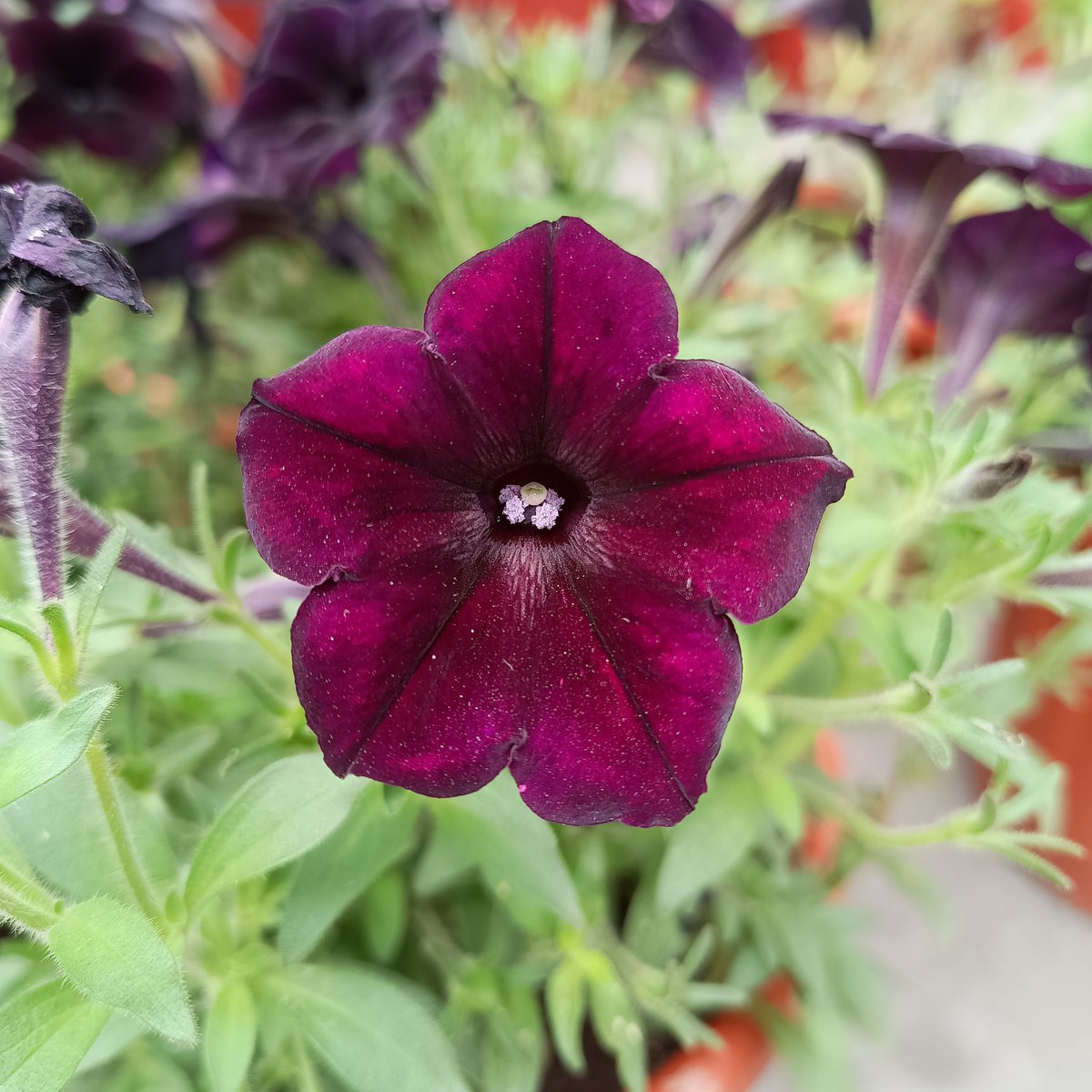 ManpritManni777's tweet photo. Amar Ujala Bareilly Flower Show
💐🌹🌻🌼🌺🌷🪷🌸💮🏵️🌵🌳🪴
@AU_BareillyNews @AmarUjalaNews #AmarUjala #flowers #flowerslovers #Rose #Bareilly #nature #natural #naturephotography #naturelovers #flowerpower #fregrance #nature https://t.co/2wj27MIEtM