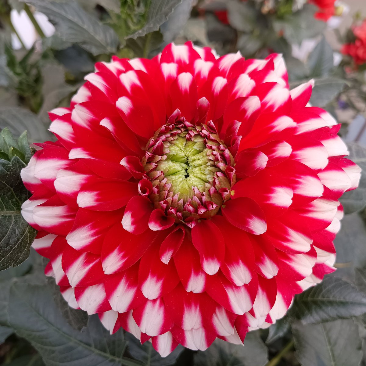 ManpritManni777's tweet photo. Amar Ujala Bareilly Flower Show
💐🌹🌻🌼🌺🌷🪷🌸💮🏵️🌵🌳🪴
@AU_BareillyNews @AmarUjalaNews #AmarUjala #flowers #flowerslovers #Rose #Bareilly #nature #natural #naturephotography #naturelovers #flowerpower #fregrance #nature https://t.co/2wj27MIEtM
