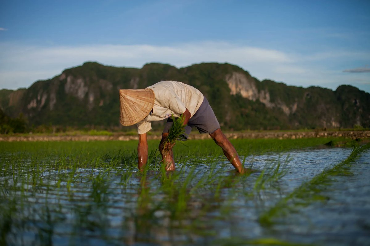 CGIAR's tweet photo. Climate-smart villages in Southeast Asia are looking to improve their rice seed systems to fight the #ClimateCrisis. 

Learn more 👉 https://t.co/J09wzuFIm6 

#OneCGIAR @irri https://t.co/GVkn2yLKK6