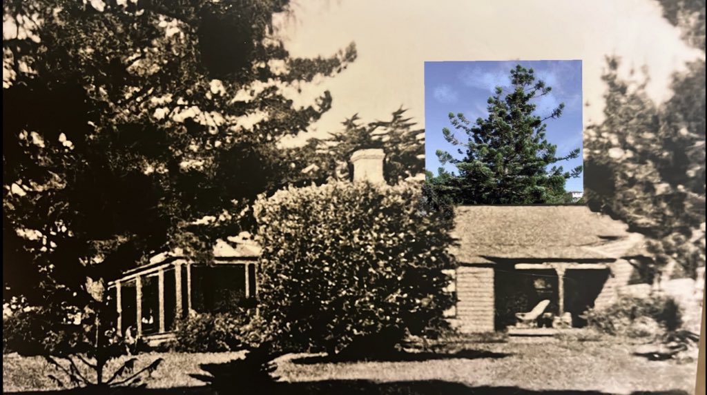 FallawNicholas's tweet photo. An extraordinary ‘Hoop Pine’, (Araucaria Cunninghamii) on private property, Melbourne. The tree was planted c.1858 and is distinctive in an 1870s photos of the house (below). The tree displays a unique growth habit, absent of all juvenile foliage and far more dense than usual. https://t.co/6uCBfP2tal
