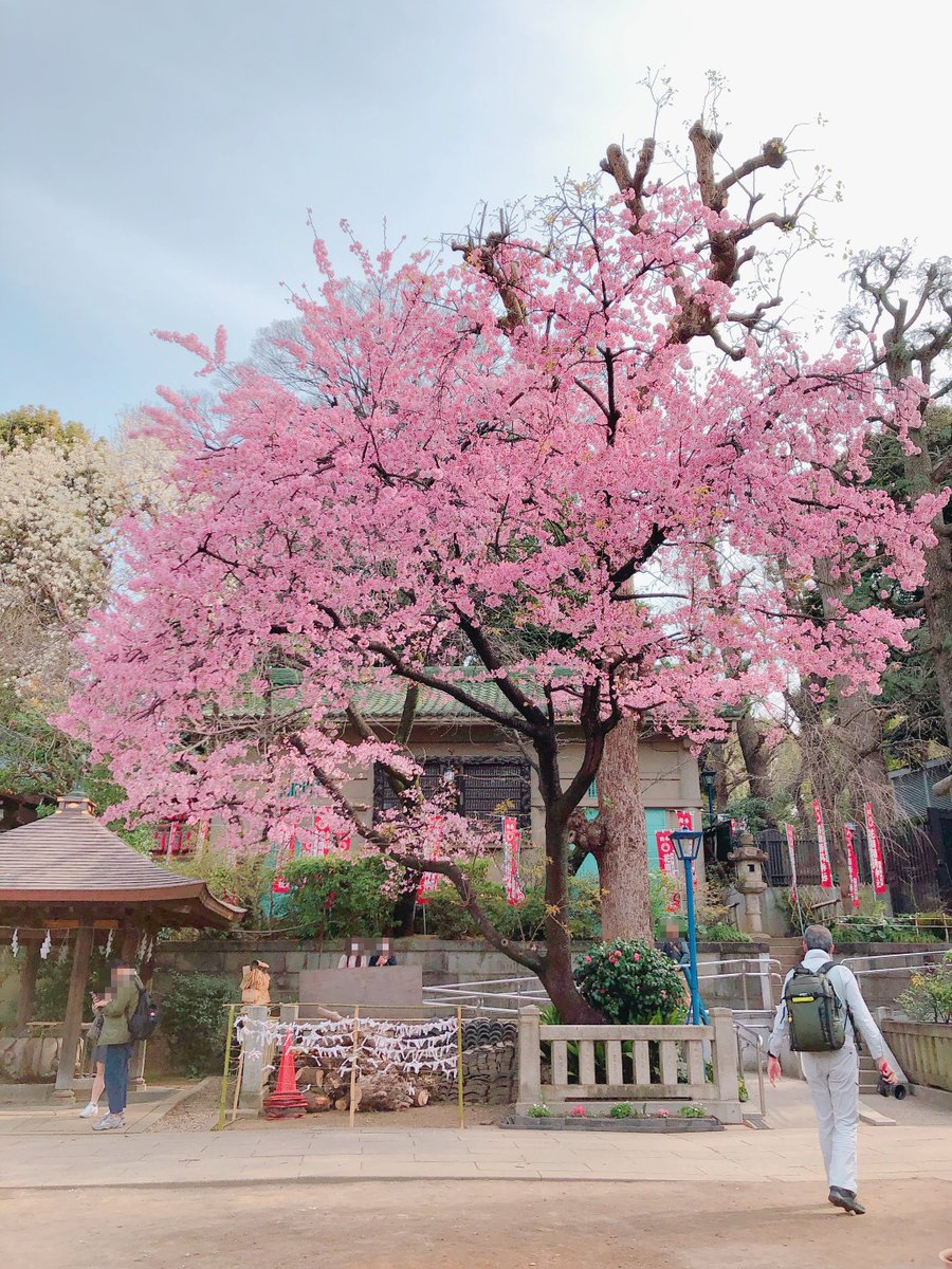 「この周辺では五條天神社にある木がすごくきれいでした 」|ロックのイラスト