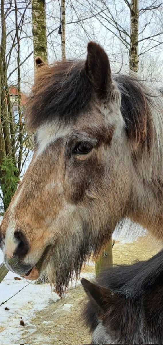 Se on varma kevään merkki kun pollesta alkaa talvikarva putoamaan 👍 #kesätulee #issikat #icelandichorses