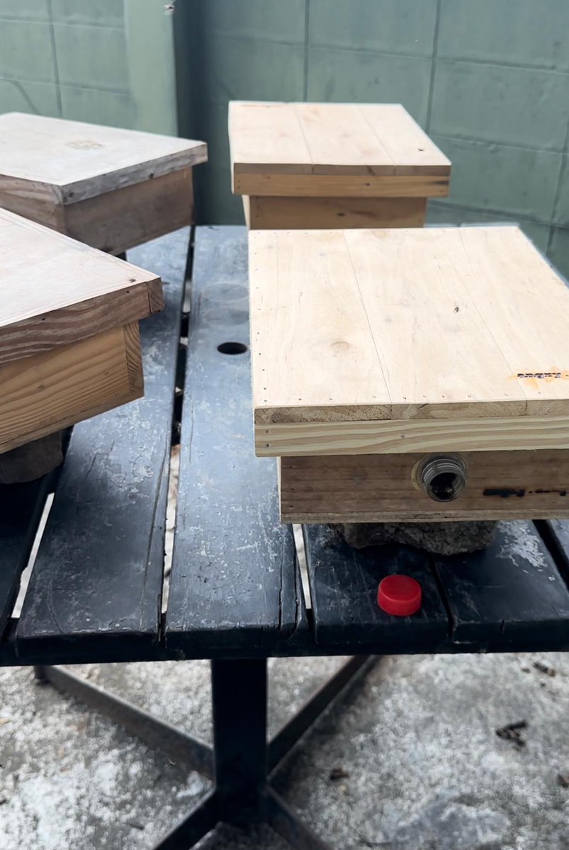 AA_Exchange's tweet photo. Elon Musk said 'Don’t build moats, build tech trees,' but we believe building hives is even better! 🐝 Our #99hives urban stingless bee project in Bangkok, just installed 4 / 99. Support urban beekeeping. #SaveTheBees #UrbanBeekeeping https://t.co/rvORVEmlLH