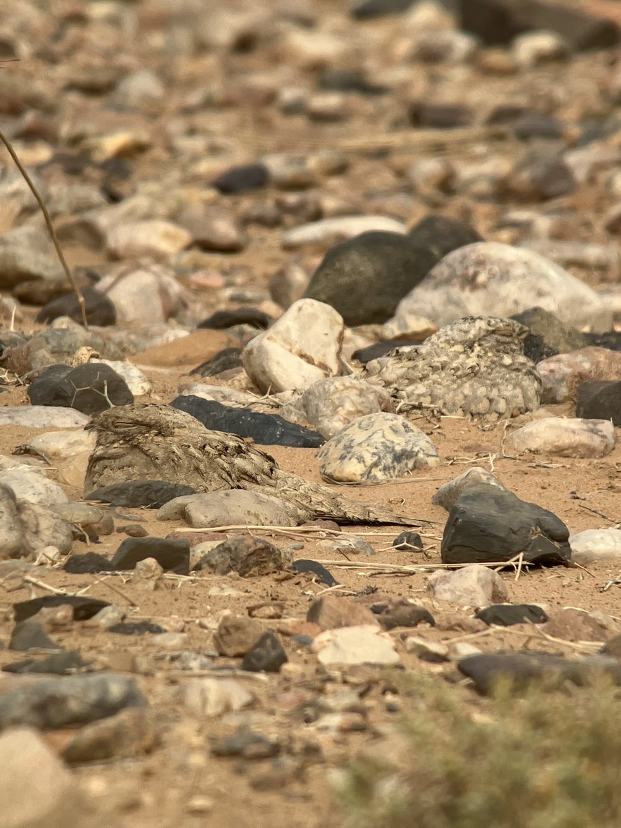 Birding in the desert yesterday on the Morocco trip with ⁦<a href="/birdingabroad/">Birding Abroad</a>⁩. Desert Sparrow and 2 Egyptian Nightjars were the star birds which brought a big 👍 from us all. Hats off to the tour guides local friend who watches the jars go into roost in a vast landscape.