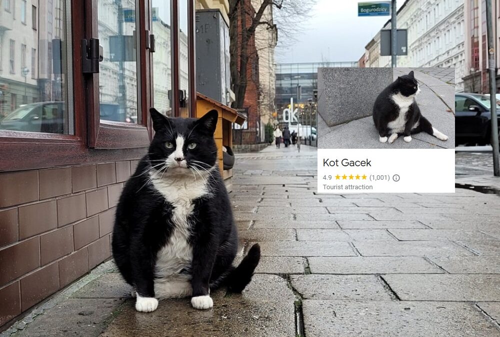 「ポーランド、シュチェチンの名物猫ガツェク(Gacek)貫禄がありすぎる。 」|Watanabeのイラスト