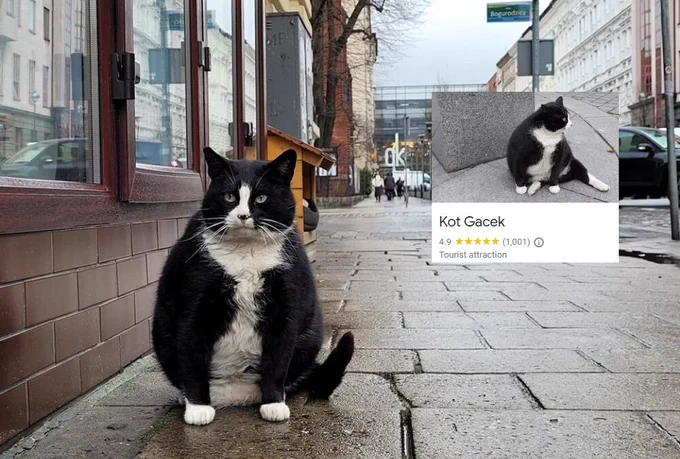 ポーランド、シュチェチンの名物猫ガツェク(Gacek)貫禄がありすぎる。 