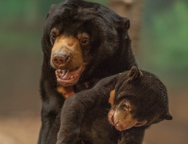 Sun Bears UK tweet media