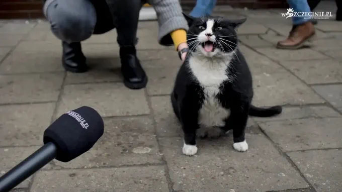 ポーランド、シュチェチンの名物猫ガツェク(Gacek)貫禄がありすぎる。 