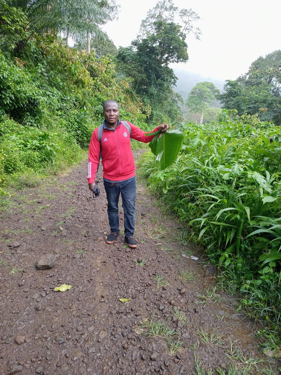 Tangwa Abilu.🌿🌏🌾🍀🍃.SDG's. tweet media