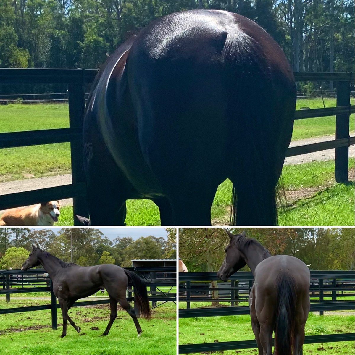 HillviewThorou1's tweet photo. Race Horse to Show Horse
11/10/22-09/03/23
#Willow
#thoroughbred #ott #ottbsofinstagram 
#fixineforequine 
#fixineforequineaustralia 
#mitavite
#coolvitality
Fixine For Equine Australia
Charline Remy
Mitavite
Ash Hygain Mitavite https://t.co/s7m8pvWbWY