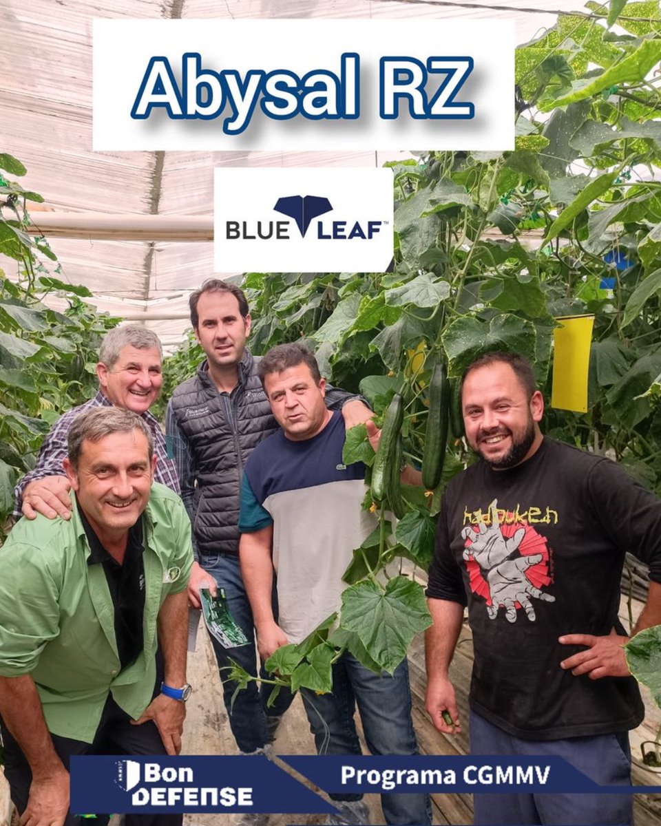 𝐀𝐛𝐲𝐬𝐚𝐥 𝐑𝐙 🥒 La Alegría del Tardío con resistencia a CGMMV 🥒

innovamosjuntos.es/variedades-de-…